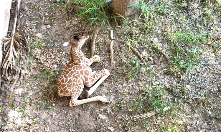 Nace jirafa en el zoológico Tamatán