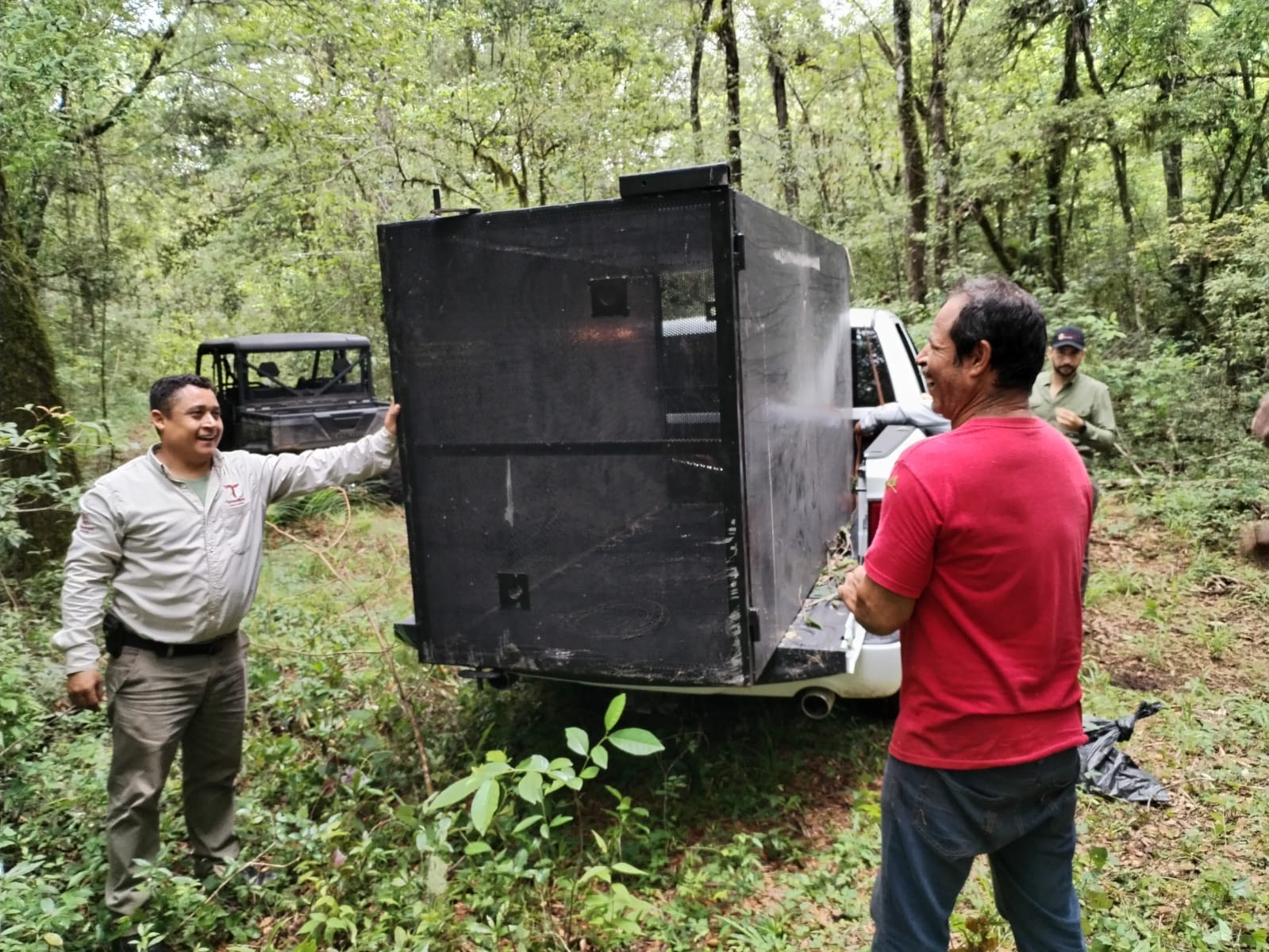Arranca Comisión de Parques monitoreo del oso  negro americano en Tamaulipas