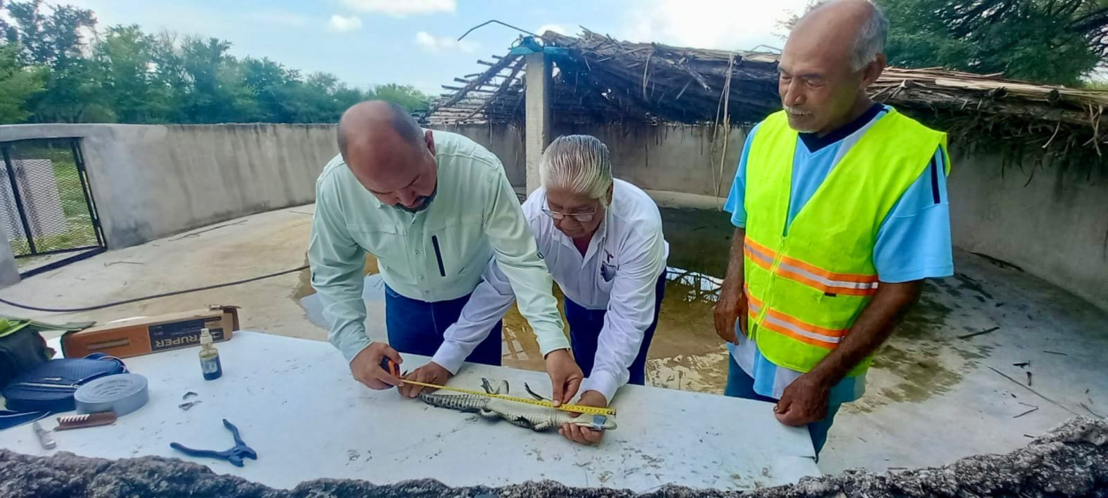 Fortalece Tamaulipas capacitación para manejo de  cocodrilos