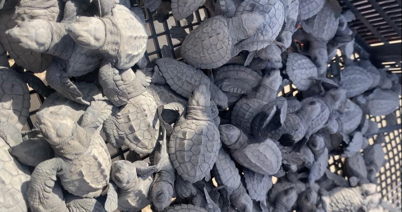 Cerró temporada de tortuga lora con 150 mil crías  liberadas al mar