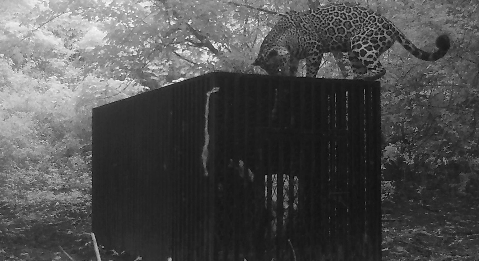 Instala Comisión de Parques collar de monitoreo  en jaguar