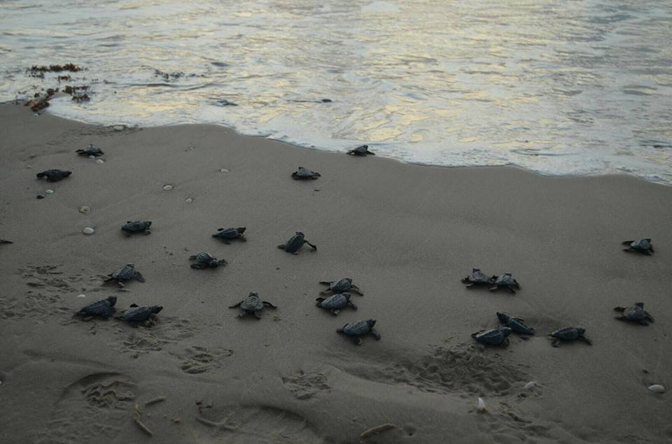 Empieza la temporada de arribo de tortuga lora a las playas santuario de Tamaulipas