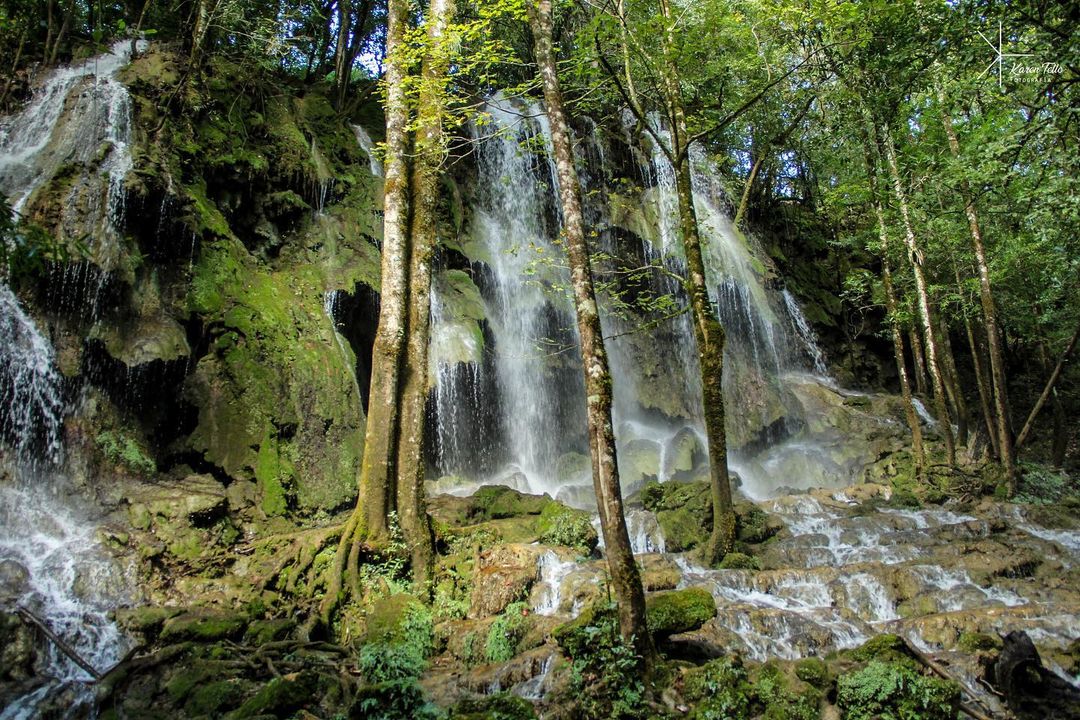Piden firmar petición para reforestar la reserva de la biosfera de El Cielo