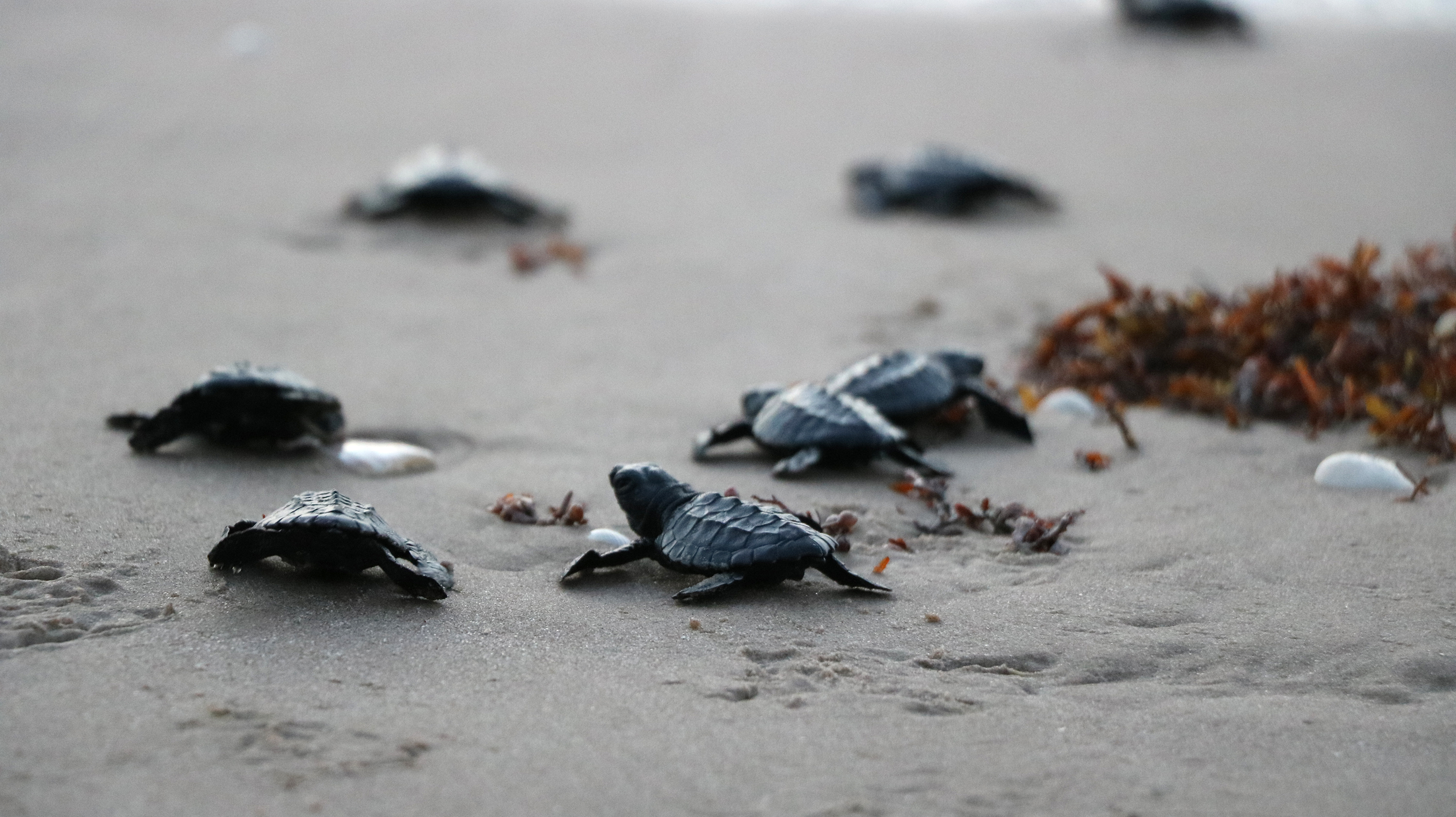 Se incrementa la arribazón de tortugas lora a playas de Tamaulipas