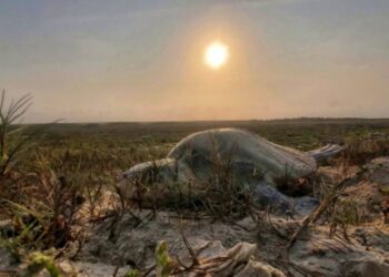 Incrementa Tamaulipas resguardo de huevos  de tortuga lora en un 20%