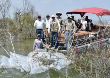 Siembran lobinas en la presa Vicente Guerrero para impulsar la pesca deportiva