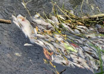 Activan respuesta inmediata por mortandad peces en canal de El Mante