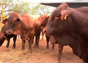 Se mantiene ganado de Tamaulipas libre del  gusano barrenador