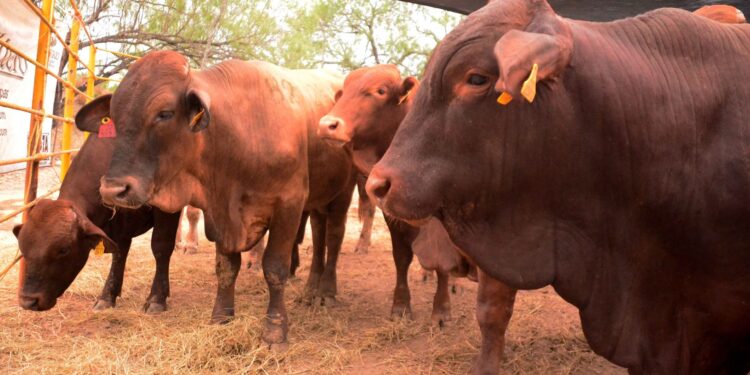 Se mantiene ganado de Tamaulipas libre del  gusano barrenador