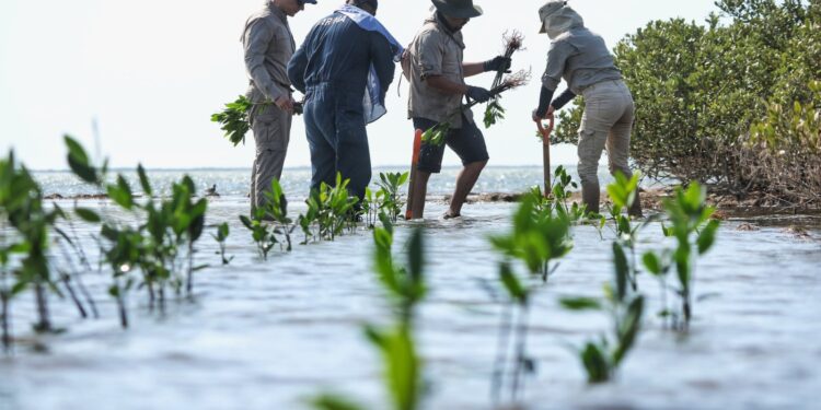 Para fortalecer economía local reforestan manglares en Soto la Marina