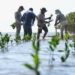 Para fortalecer economía local reforestan manglares en Soto la Marina