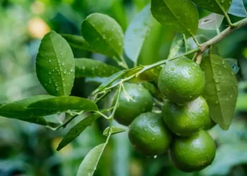 Beneficios de la hoja de limón: qué es, para qué sirve y contraindicaciones