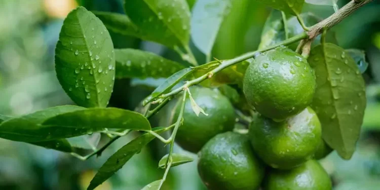 Beneficios de la hoja de limón: qué es, para qué sirve y contraindicaciones