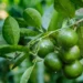 Beneficios de la hoja de limón: qué es, para qué sirve y contraindicaciones