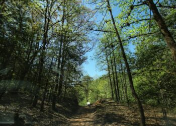 Pierde Tamaulipas más de 7 mil hectáreas de bosque