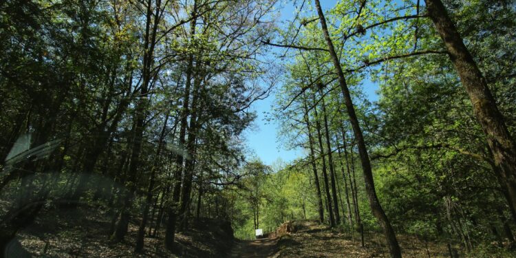 Pierde Tamaulipas más de 7 mil hectáreas de bosque
