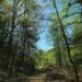 Pierde Tamaulipas más de 7 mil hectáreas de bosque