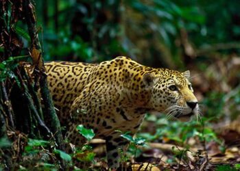 En Tamaulipas, aumentan protección al jaguar