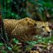 En Tamaulipas, aumentan protección al jaguar