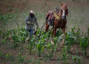 México, sin autosuficiencia en maíz y carne, dos de los pilares de la dieta nacional