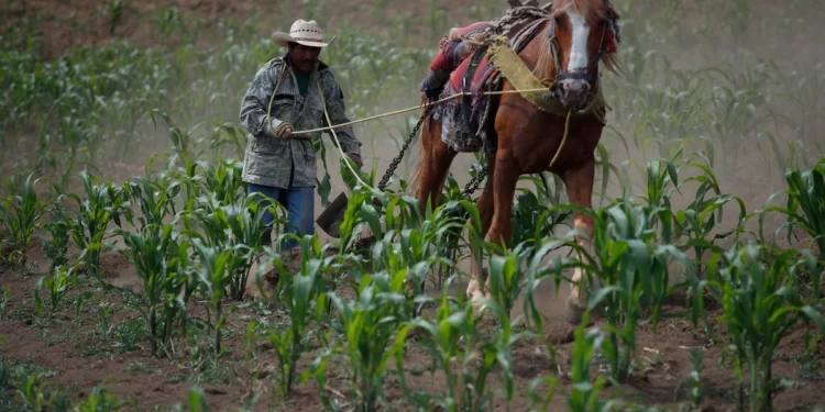 México, sin autosuficiencia en maíz y carne, dos de los pilares de la dieta nacional