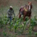 México, sin autosuficiencia en maíz y carne, dos de los pilares de la dieta nacional