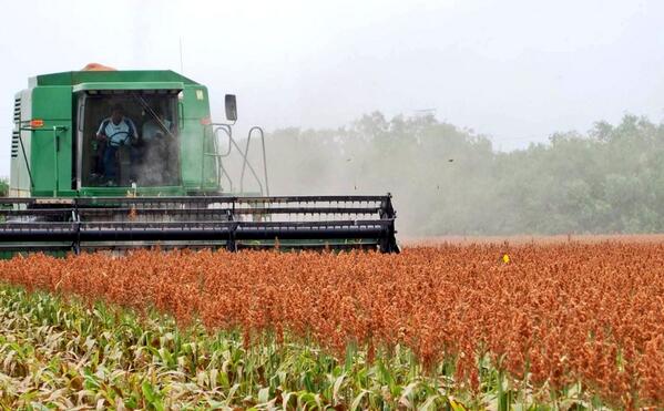 Aumentan las pérdidas agrícolas en Tamaulipas
