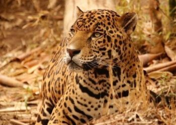 Contribuye Tamaulipas en la conservación del jaguar