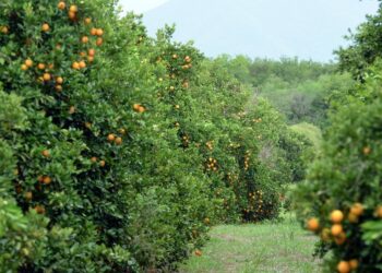 Refuerza combate de plagas cítricas en Tamaulipas