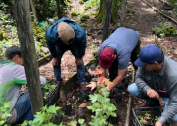 Reforesta SEDUMA 5 mil árboles en la Biosfera El Cielo