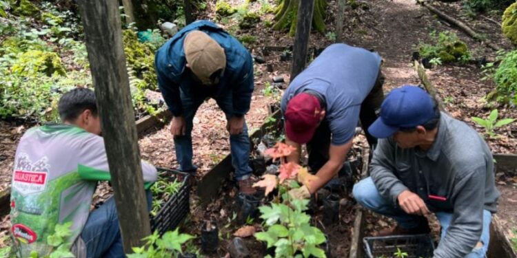 Reforesta SEDUMA 5 mil árboles en la Biosfera El Cielo