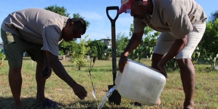 Reforestan CEDES Matamoros con plantación de árboles frutales
