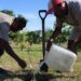Reforestan CEDES Matamoros con plantación de árboles frutales