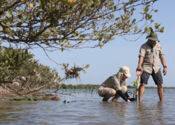 Protege Tamaulipas sus manglares frente a amenazas del cambio climático