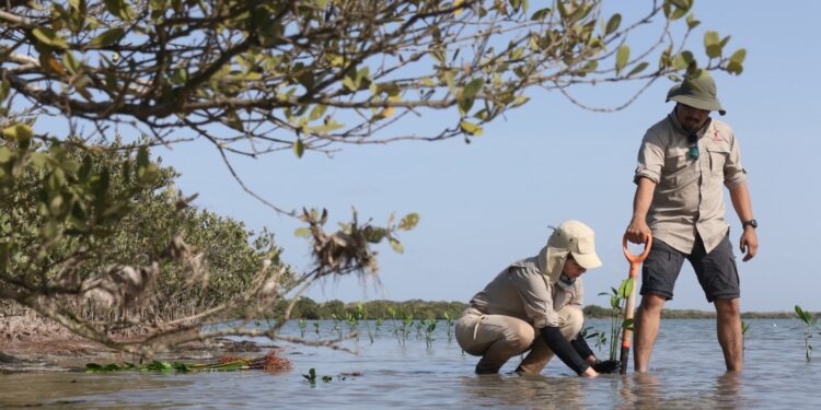 Protege Tamaulipas sus manglares frente a amenazas del cambio climático