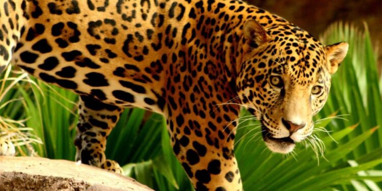 Confirman presencia de 54 jaguares en selvas de Tamaulipas