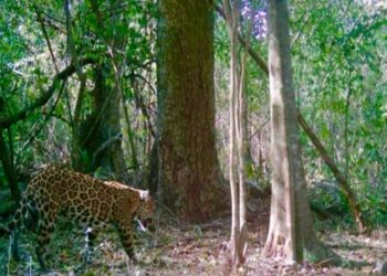 Promueve Gobierno de Tamaulipas programas de conservación de fauna
