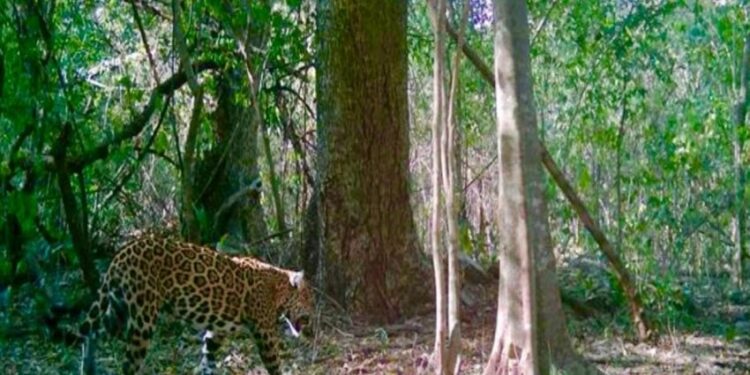 Promueve Gobierno de Tamaulipas programas de conservación de fauna