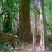Promueve Gobierno de Tamaulipas programas de conservación de fauna