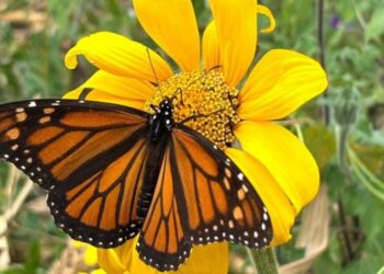 Facilita Tamaulipas migración de la mariposa monarca: CPBT