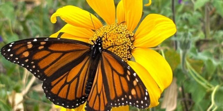 Facilita Tamaulipas migración de la mariposa monarca: CPBT