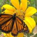 Facilita Tamaulipas migración de la mariposa monarca: CPBT