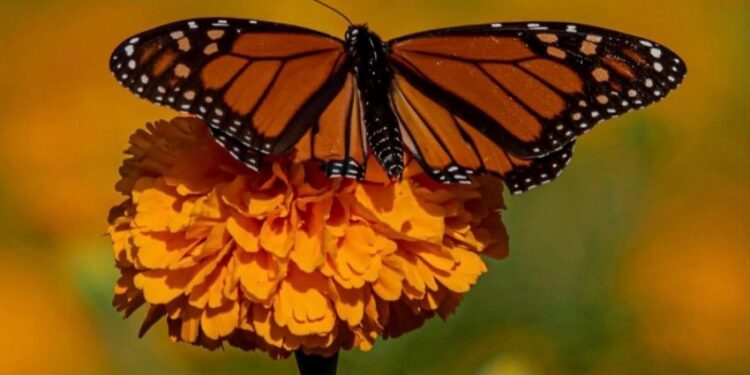 Impulsa Tamaulipas polinización en ruta de la mariposa monarca