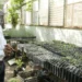 Implementa la UAT manejo sustentable del maguey mezcalero en Miquihuana