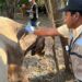 Acción inmediata y coordinación interinstitucional ante caso de GBG en Tamaulipas