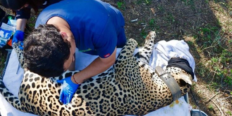 Jaguar rescatado sano y salvo en Gómez Farías: Comisión de Parques