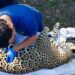 Jaguar rescatado sano y salvo en Gómez Farías: Comisión de Parques
