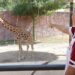 Ofrece Comisión de Parques Zoo Visitas