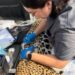 Rescata y libera Comisión de Parques y Biodiversidad a jaguar en Llera