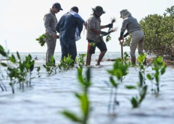 Reforesta SEDUMA litoral para cuidar comunidades y biodiversidad